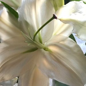 Meet your Posher, Debra